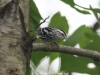 Weissport canal birds  (28 of 33)