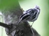 Weissport canal birds  (29 of 33)