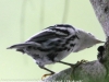 Weissport canal birds  (31 of 33)