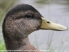 Weissport canal birds  (5 of 33)