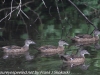 Weissport canal birds  (6 of 33)