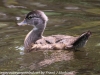 Weissport canal wood ducks  (1 of 12)