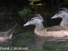 Weissport canal wood ducks  (10 of 12)