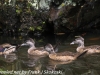Weissport canal wood ducks  (11 of 12)