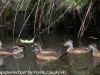 Weissport canal wood ducks  (12 of 12)