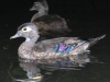 Weissport canal wood ducks  (3 of 12)