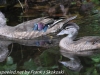 Weissport canal wood ducks  (7 of 12)