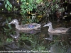 Weissport canal wood ducks  (8 of 12)