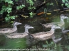 Weissport canal wood ducks  (9 of 12)