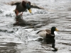 Weissport Canal mallard duck 3 (1 of 1)