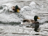 Weissport Canal mallard duck 4 (1 of 1)