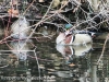 Weissport Canal wood duck 2 (1 of 1)