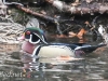 Weissport Canal wood duck 4 (1 of 1)
