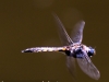 Weissport dragonfly 191 (1 of 1).jpg