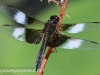 Weissport dragonfly 221 (1 of 1).jpg