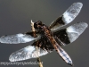 Weissport dragonfly 236 (1 of 1).jpg