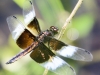 Weissport dragonfly 65 (1 of 1).jpg