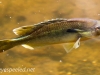 Weissport fish 209 (1 of 1).jpg