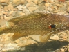 Weissport fish 241 (1 of 1).jpg
