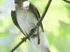 Weissport kingbird (1 of 1).jpg