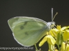 Weissport moth 212 (1 of 1).jpg