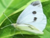 Weissport moth 79 (1 of 1).jpg