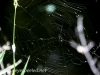 Weissport spider web 81 (1 of 1).jpg