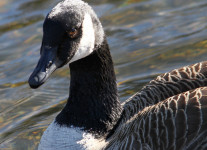 Lehigh Canal Weissport birds (1 of 38)