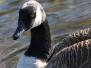 Weissport Lehigh Canal birds March 18 2018
