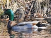 Lehigh Canal Weissport birds (11 of 38)