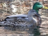 Lehigh Canal Weissport birds (13 of 38)