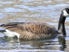 Lehigh Canal Weissport birds (15 of 38)