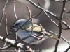 Lehigh Canal Weissport birds (18 of 38)