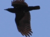 Lehigh Canal Weissport birds (19 of 38)