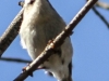Lehigh Canal Weissport birds (21 of 38)
