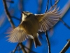 Lehigh Canal Weissport birds (22 of 38)