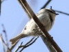 Lehigh Canal Weissport birds (23 of 38)