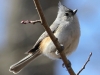 Lehigh Canal Weissport birds (26 of 38)