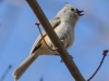 Lehigh Canal Weissport birds (29 of 38)