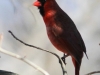 Lehigh Canal Weissport birds (4 of 38)