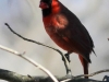 Lehigh Canal Weissport birds (5 of 38)