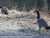Lehigh Canal Weissport birds (7 of 38)