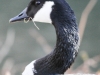 Lehigh Canal Weissport birds (8 of 38)
