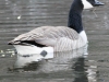 Lehigh Canal Weissport birds (9 of 38)