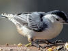 white breasted nuthatch 2 (1 of 1).jpg