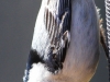 white breasted nuthatch 4 (1 of 1).jpg