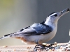 white breasted nuthatch 5 (1 of 1).jpg