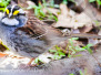 white throated sparrow 