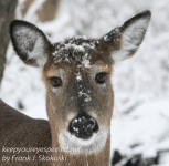 Whitetail deer backyard February 15 2017