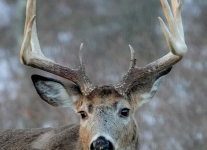 deer-36-of-39